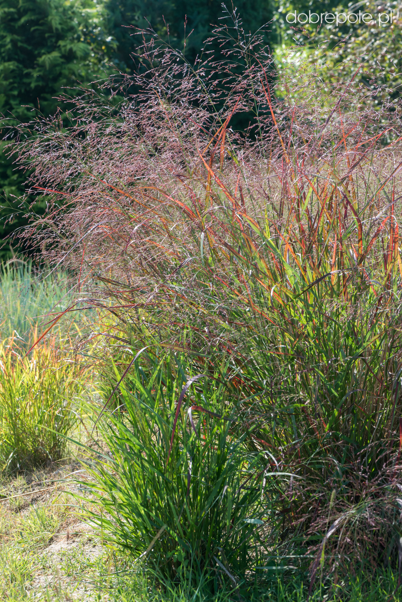 Panicum virgatum 'Heiliger Hain'